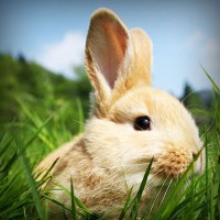 /album/leninka-on-the-road/photolia-a03-jpg/